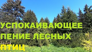 Успокаивающее Пение Лесных Птиц-Дрозда,Зяблика Положительно Влияет На Нервную Систему И Исцеляет Её.