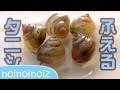 増えるタニシちゃん　2ヶ月で5倍　水槽あるある　pond snails and babies. baby snail growth