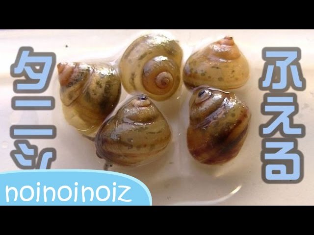 増えるタニシちゃん 2ヶ月で5倍 水槽あるある Pond Snails And Babies Baby Snail Growth Youtube