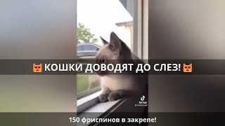 😹Смех до слез: смешные кошки в лучших приколах!🐈 Выпуск 788