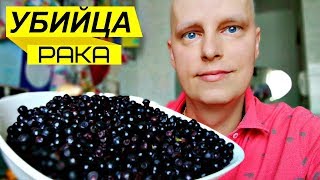 УБИЙЦА РАКА! ЭТА ЯГОДА ПОМОЖЕТ ВАМ В БОРЬБЕ ЗА ЖИЗНЬ. ЛЕЧЕНИЕ РАКА УБИЙЦА РАКА! ЭТА ЯГОДА ПОМОЖЕТ ВАМ В БОРЬБЕ ЗА ЖИЗНЬ. ЛЕЧЕНИЕ РАКА