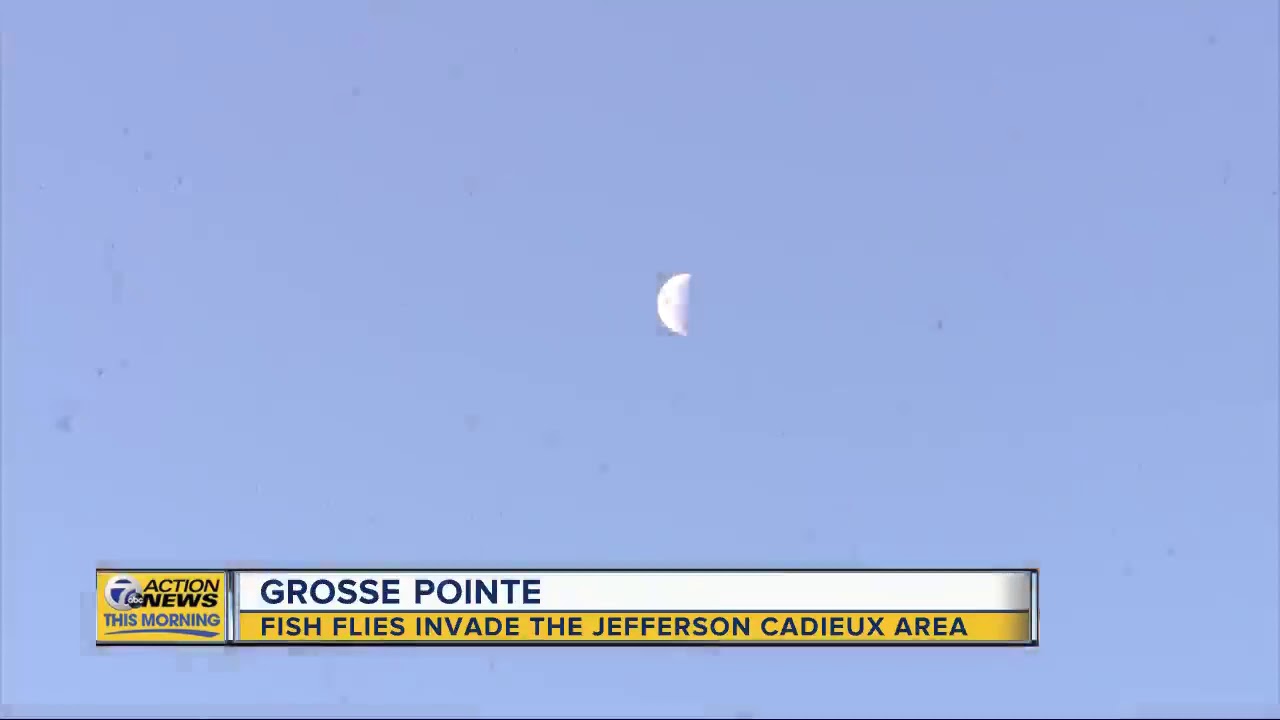 Fish flies invade Jefferson Cadieux area in Grosse Pointe