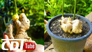 Voici comment faire pousser facilement du gingembre à la maison pour en avoir à l’infini | CDT NEWS