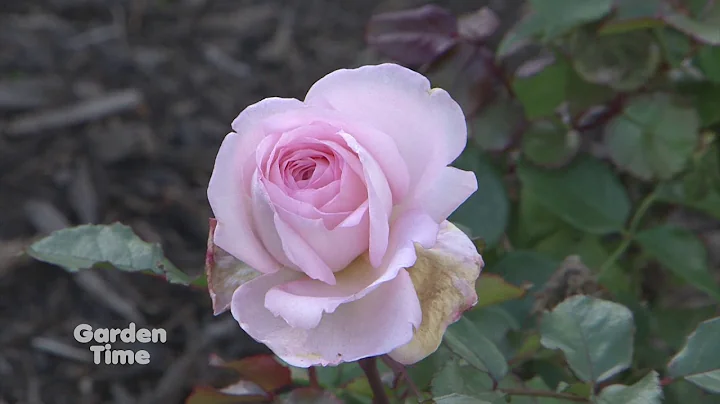 Fall Rose Pruning