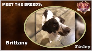 The Beverly Hills Dog Show: Meet The Breeds  Brittany