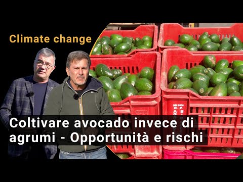 Video: Alberi di avocado tolleranti al freddo - Tipi comuni di alberi di avocado resistenti al freddo