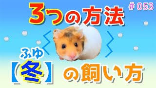 【ハムスター】冬の飼い方❣️３つの簡単な方法♪