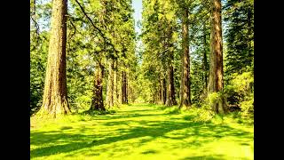 Celebrity Free Forest and Birds Sound   Free Sound Effects 2 Wealth
