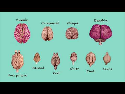 Vidéo: Cerveau Sous-développé Cultivé D'un Néandertalien - Vue Alternative