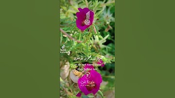 #CapCut، تلاوة عطرة من الذكر الحكيم – " قناة محبي الزراعة المتواضعة للإرشاد الزراعي 🌳🇵🇸🌳