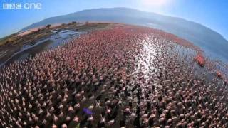 Fish Eagle Hunting Flamingos (Narrated by David Tennant)  Earthflight  BBC One