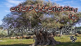 Reality of GHARQAD Tree || The Tree of Jews||  Islamic Content WITH Aqsa