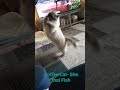 Coffee Cat- Bite that Fish