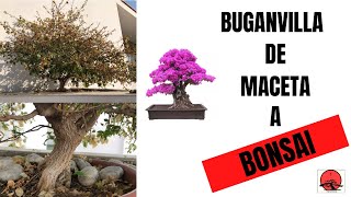 Bonsai Buganvilla - Transplante paso a paso