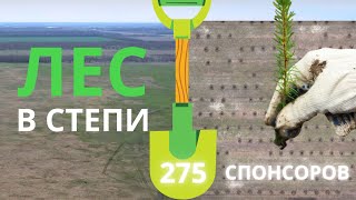 Как скоро появится лес в Ростовской степи? Посадили 275 сосен, спасибо спонсорам #подаридерево