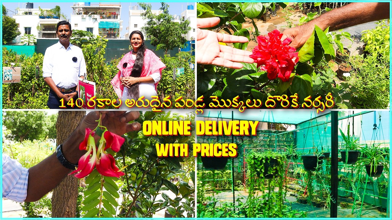 140 రకాల RARE FRUIT PLANTS దొరికే NURSERY | PERENIAL FLOWER PLANTS | BEST NURSERY IN HYDERABAD
