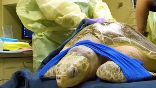 Rescued Sea Turtles Undergoes Human Treatment Technique by Animalist 7,568 views 7 years ago 31 seconds