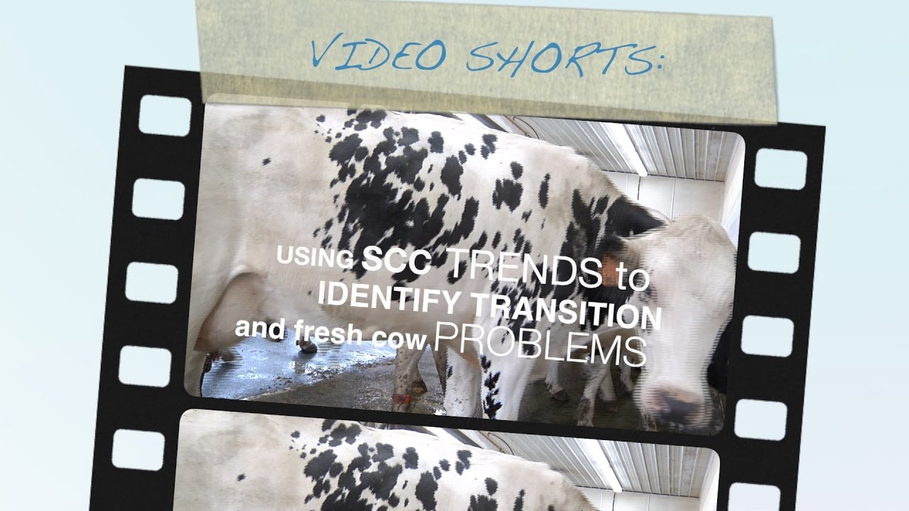 Fresh Cow Problems Fresh Cow Problems