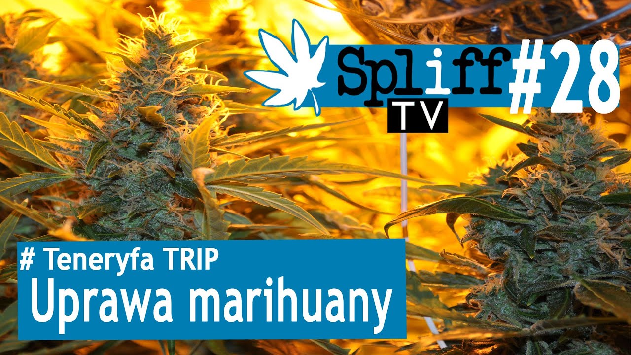 trip z marihuany