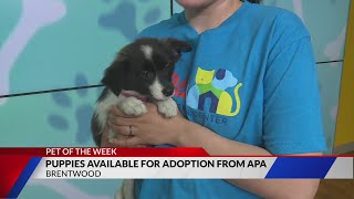 Pet of the Week: Clover from APA Brentwood