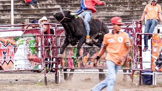 SE QUERIA SALIR DEL RUEDO EL TORO || Rancho Los Indestructibles en Pihuamo Jalisco