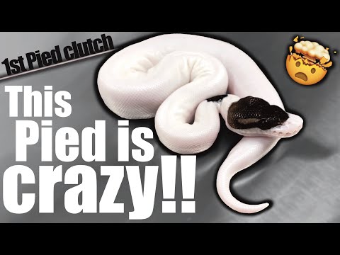 I can’t believe I hit these Pieds!! My first Pied ball python clutch.