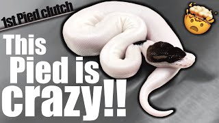 Famous I can’t believe I hit these Pieds!! My first Pied ball python clutch. Profile