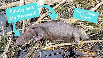 Out On The Line 2022 Ep. 6 - Beavers, Muskrats, and Mink