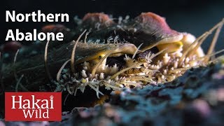 Under the Dock: Northern Abalone | Hakai Wild
