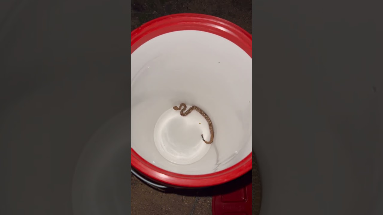 Baby Rattlesnake Interrupts Thanksgiving