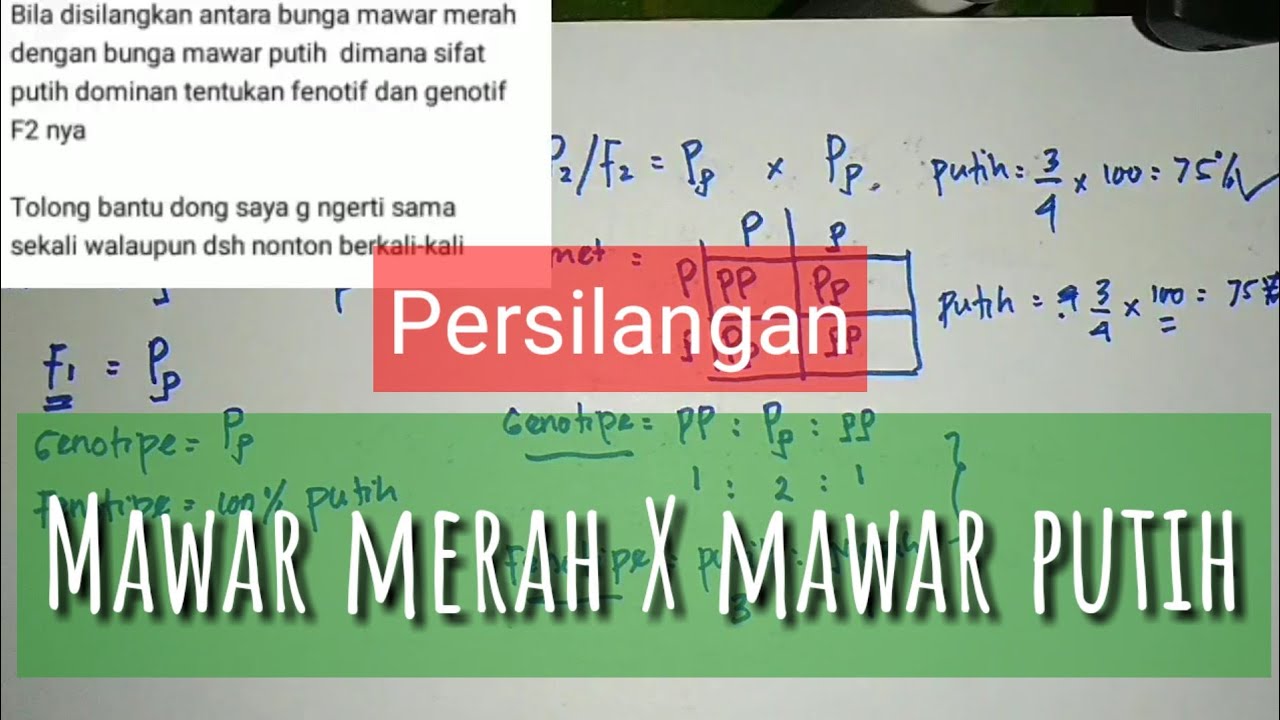 Persilangan Monohibrid Pada Bunga Mawar Merah dengan Mawar Putih YouTube