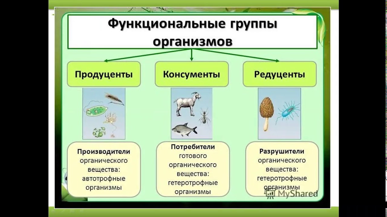 Какие организмы называют продуцентами биология. Экосистема компоненты экосистемы. Компоненты природной экосистемы. Структурные компоненты экосистемы схема. Экосистема это в естествознании.