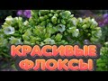 САМЫЙ КРАСИВЫЙ ЦВЕТОК в САДУ-ФЛОКС/НОВИНКИ и ИНТЕРЕСНЫЕ СОРТА/Елена Мир Семян и Цветов