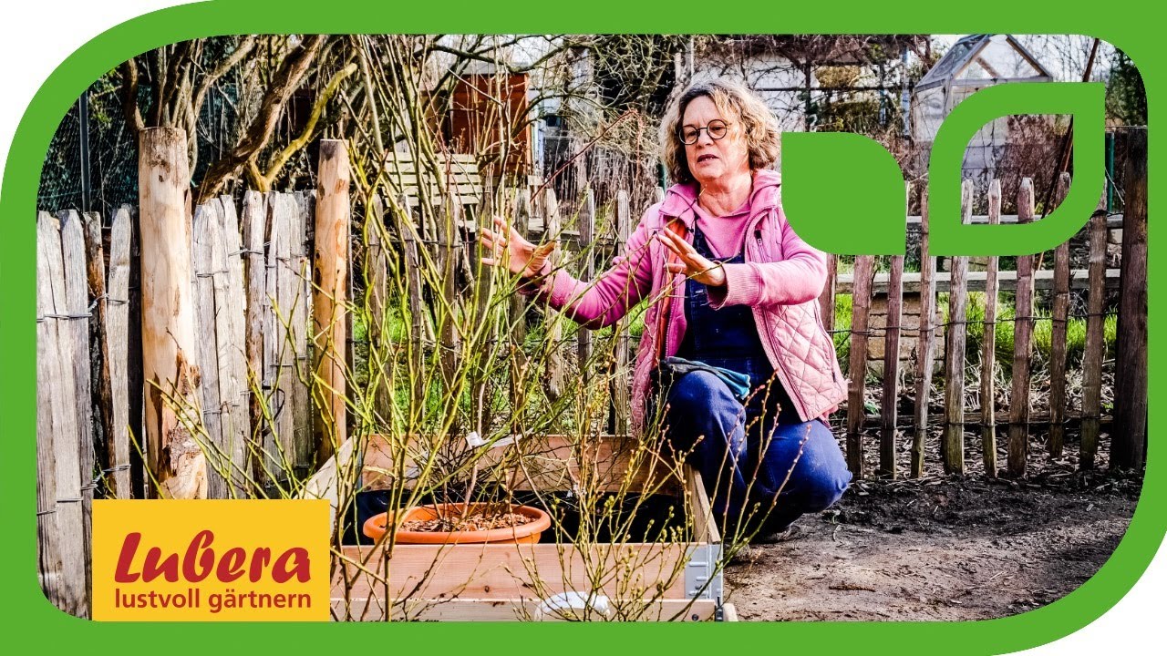 Heidelbeeren im Hochbeet: Heidelbeerbeet anlegen
