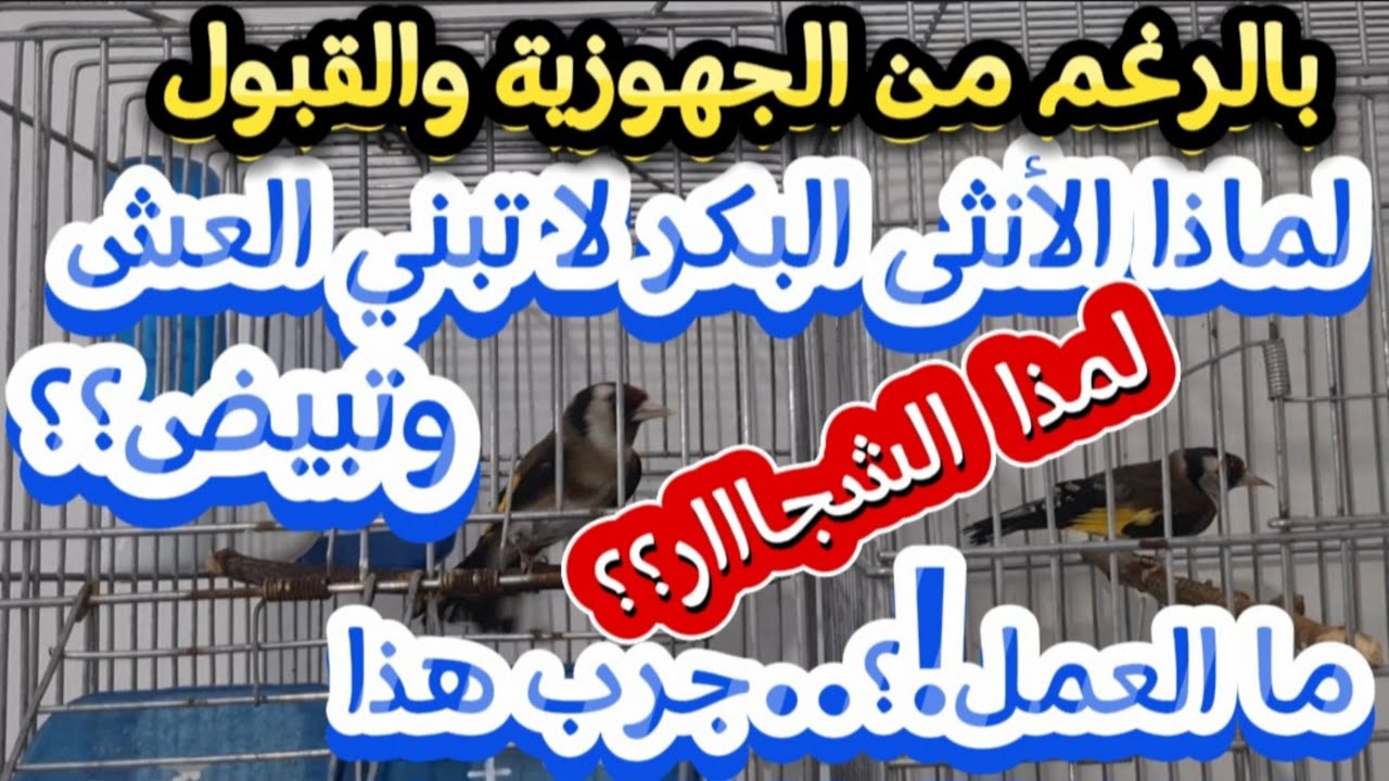 تزاوج الحسون في القفص | لماذا الأنثى البكر لا تبني العش ولا تبيض | لماذا يخلق الشجار؟ الحل | #birds