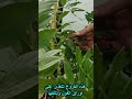 حلزون او بو جغللو على الفول 