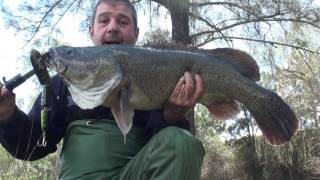 250mm Creepin Snake. First Fish!