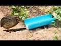 Awesome Quick Bird Trap Using Teeter PVC - How To Make Teeter Bird Traps With PCV Works 100%
