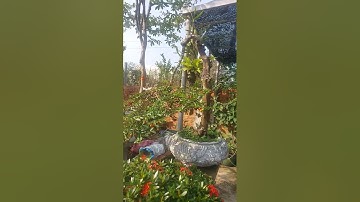 chậu  đẹp  alô em 0967202234