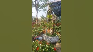 chậu  đẹp  alô em 0967202234