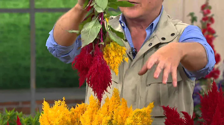 Roberta's 6-piece Flaming Celosia Collection on QVC