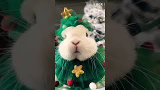 #christmaspets #foryoupets #christmasoutfits #cutechristmas #viralpetmoments #viralcutepets #fyp