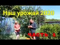 Наш урожай в 2020 году ЧАСТЬ 1