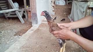 Cara Memilih Calon Indukan Ayam