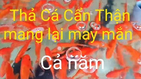 Ý nghĩa thả cá chép vàng ngày ông công ông táo