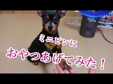 ミニピンにおやつあげてみた！【ほのぼの】