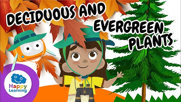 🍂🌿 Plants: Deciduous and Evergreen Leaves | Educational Videos for Children | @HappyLearningENG