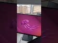 LCD monitor generating spurious signals around 446MHz