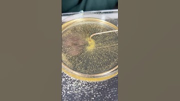 How do you SEE Electric Fields?