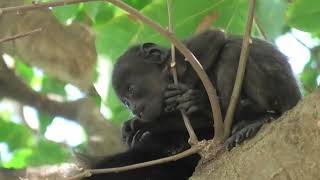 Baby Howler Monkey in Costa Rica